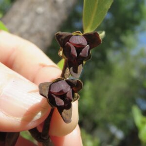 Smallflower Pawpaw