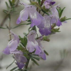 Large Flower Rosemary