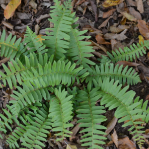 Christmas Fern