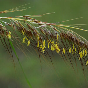 Lopsided Indiangrass