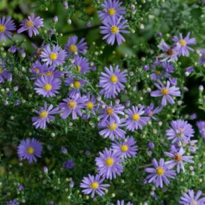 Smooth Blue Aster