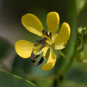 Wild Senna