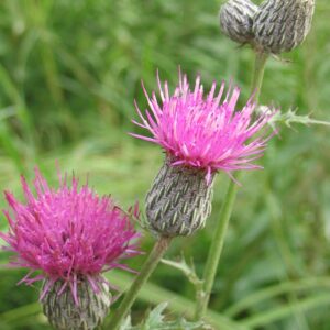 Swamp Thistle