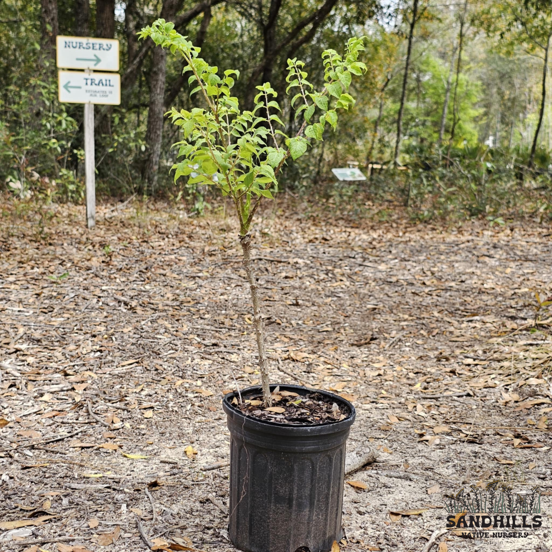 Devil's Walkingstick