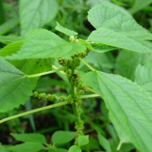 False Nettle