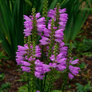 Obedient Plant