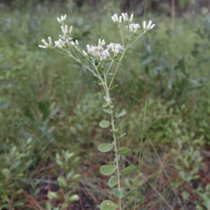 Whitetop Aster