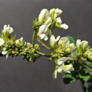 Hairy Lespedeza