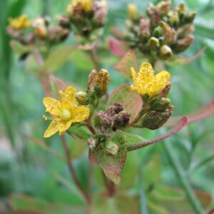 Spotted St. John's Wort