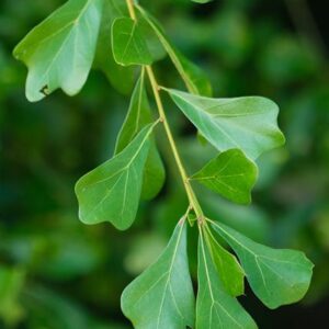 Water Oak