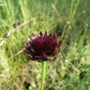 Rayless Sunflower