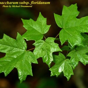 Sugar Maple