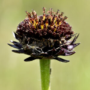 Rayless Sunflower