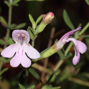 Florida Calamint