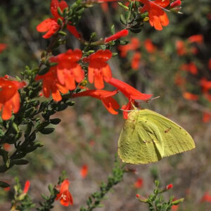 Scarlet Calamint
