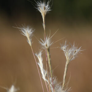 Splitbeard Bluestem