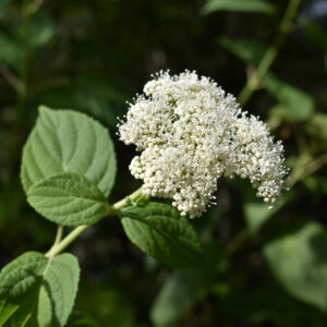 Smooth Hydrangea