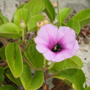 Morning Glory